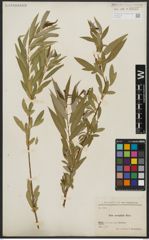 Foto von Salix acmophylla Boiss.
